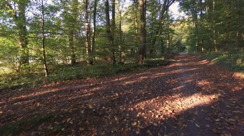 Flying through forest in autumn 4K Stock Footage 55775663