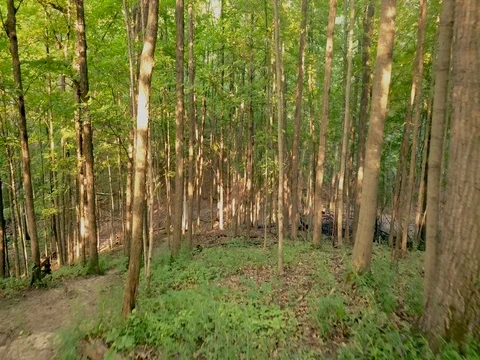Flying through forest canopy Stock Footage 78156243