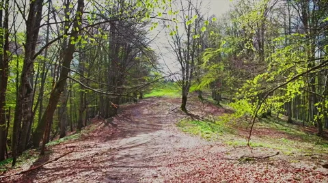 Flying Through the Forest Stock-Footage 63552714