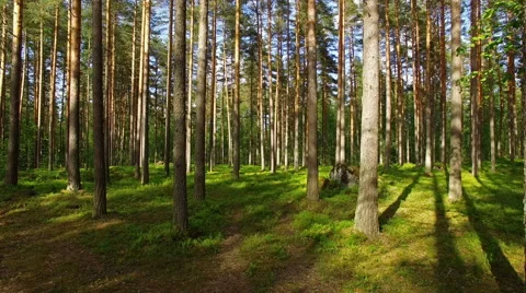 Flying through forest Stock Footage 64045029