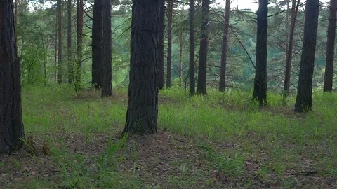 Flying Through Forest 스톡 동영상 70990392