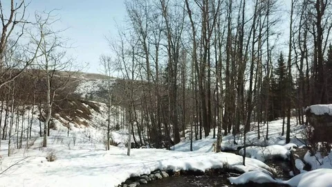 Flying Through the Forest Stock Footage 89455495