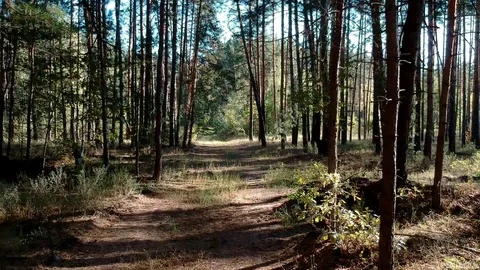 Flying through the forest Stock Footage 97135215