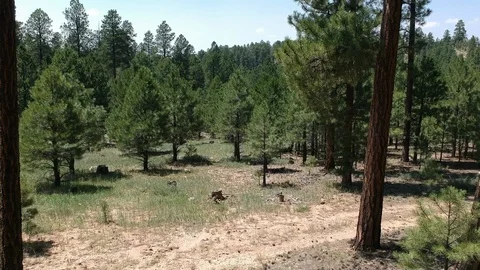 Flying through forest Stock Footage 107877883