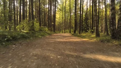 Flying through the forest Video stock 115317634