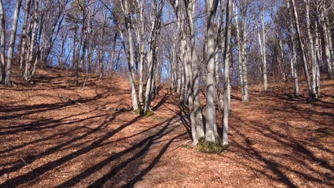 Flying Through Forest Stock Footage 154465661