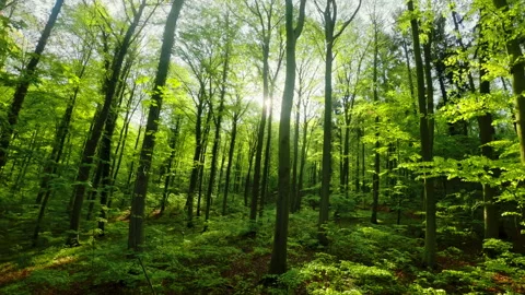Flying through a forest Stock Footage 234298509