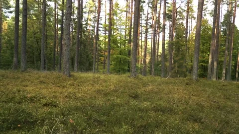 Flying through the forest. Stock Footage 297263997