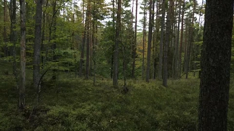 Flying through the forest. Stock Footage 297264003