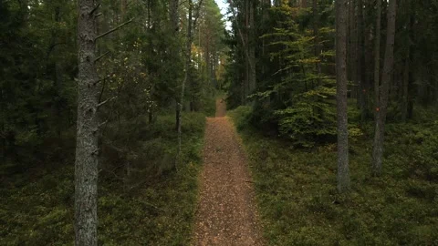 Flying through the forest. Stock Footage 297264006