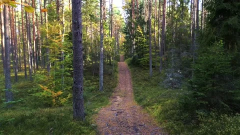 Flying through the forest. Stock Footage 297264011