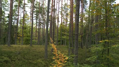 Flying through the forest. Stock Footage 297264014