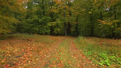 Flying through the forest. Stock Footage 297382278