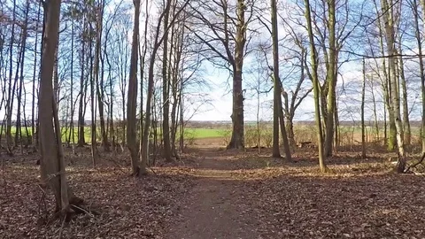 Flying through forest in Germany close by the trees 動画素材 96023546