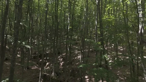 Flying through a forest in Greece Stock Footage 288716485