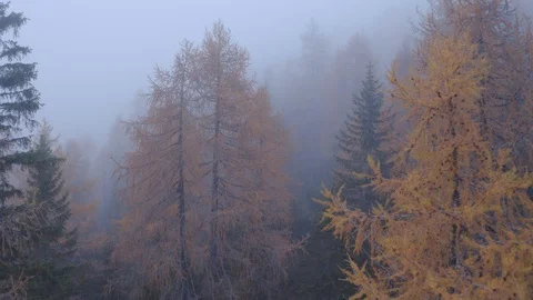 Flying through a forest of huge orange Larches and pines, cloudy day, Autumn Stock Footage 129816826