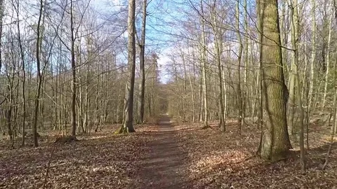 Flying through forest iin Germany close by the trees 動画素材 95909184