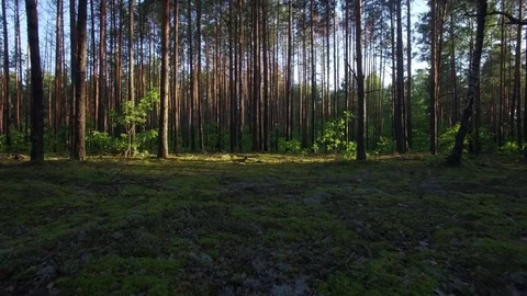 Flying through in forest low altitude drone flight aerial 4k morning or evening Stock Footage 77939857