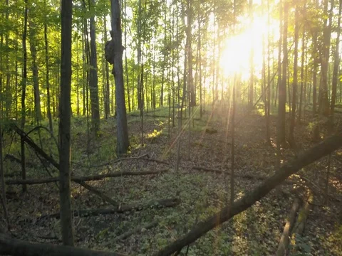 Flying through forest near sunset Stock Footage 78156669