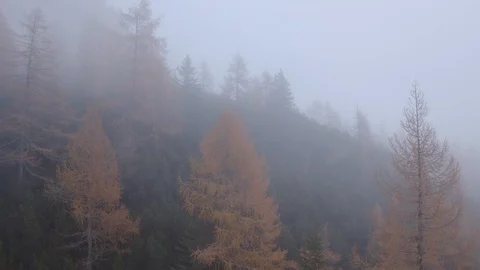 Flying through a forest of orange Larches during a cloudy day, Autumn Stock-Footage 129816250