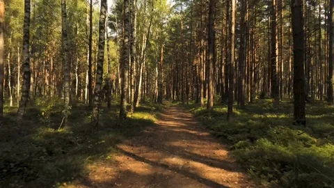 Flying through forest at sunset Stock Footage 115317584