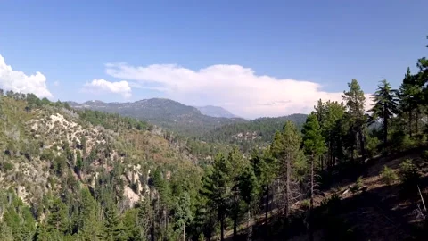 Flying through a forest with trees and blue skies Stock Footage 229923691
