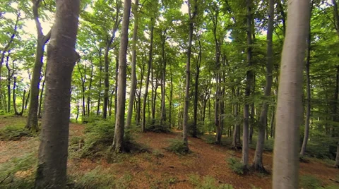 Flying through forest. trees in forest. woods nature. forest. green fauna flora Stock Footage 32661944