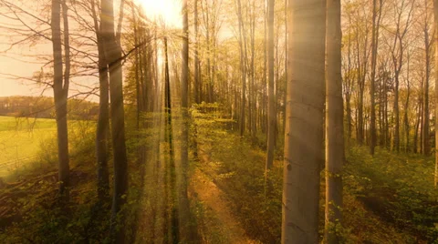 Flying through forest trees at sunset light. Stock Footage 39827291