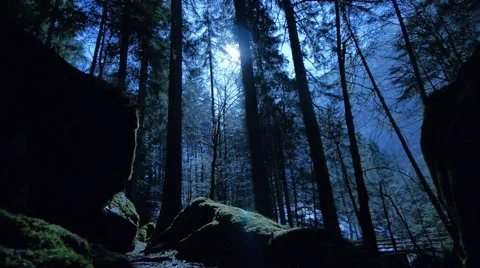Flying through forest trees at sunset light. Stock Footage 64539268