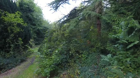 Flying through gaps in the woods. 库存影片 68852505