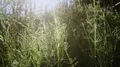 flying through grass vertical shot upwards HD-videomateriaal