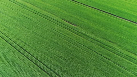 Flying through a green field in spring on a sunny day Video stock 153407467