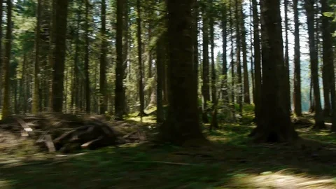 Flying through the green forest Stock Footage 95709370