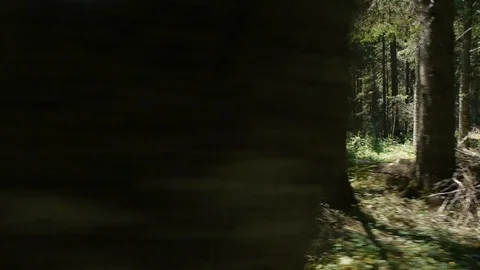 Flying through the green forest Stock Footage 95710306