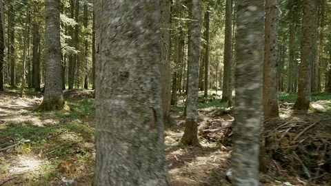 Flying through the green forest Stock Footage 95710317