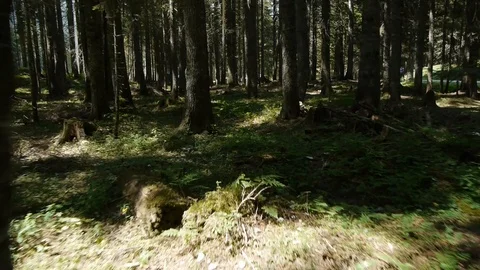 Flying through the green forest Stock Footage 95710320