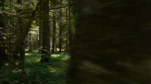 Flying through the green forest Stock Footage 95710321