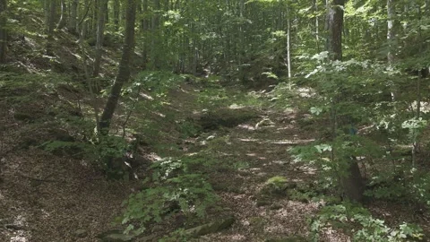 Flying through the green forests of Mt Pelion, Greece Stock Footage 288715454
