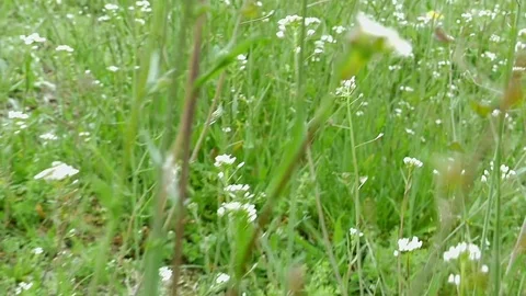 Flying through green grass and wildflowers Stock Footage 69984607
