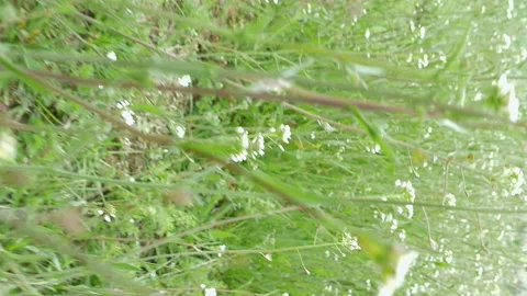Flying through green grass and wildflowers Stock-Footage 91177034