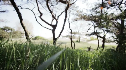 Flying through green grass Stock Footage 61758855