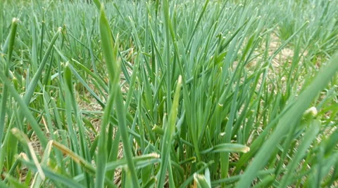 Flying through green grass on summer field or lawn Stock Footage 62991808