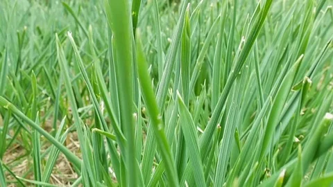 Flying through green grass on summer field or lawn Stock Footage 69984610