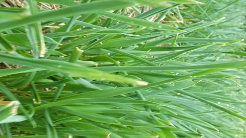 Flying through green grass on summer field or lawn Stock Footage 91176988