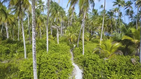 Flying through Green Palm Trees on a Tropical Island, Drone Shot 4K Stock-Footage 105119061