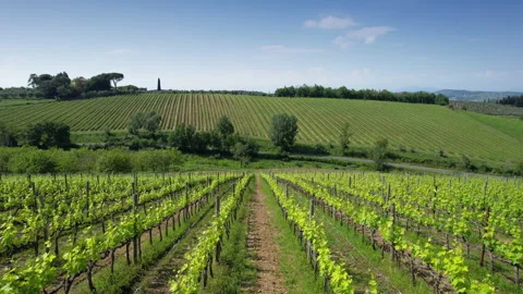 Flying through the green rows of vines in the Chianti Classico area. Stock Footage 241932050