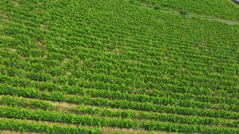 Flying through the green rows of vines in Chianti, Italy. Stock Footage 262437594