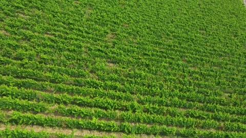 Flying through the green rows of vines in Chianti, Italy. Stock Footage 263028263