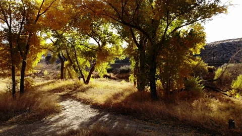 Flying Through a Grove of Colorful Fall Cottonwood Trees in Autumn Stock Footage 136055849
