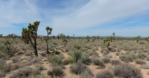 Flying through joshua trees in Mojave desert of California Stock Footage 72966994